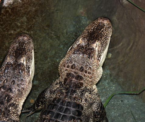 gators
